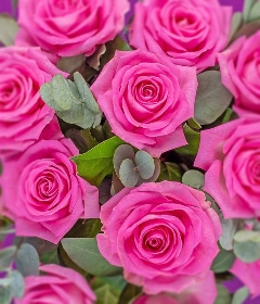 12 Pink Roses